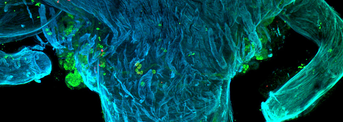 Manchester Regenerative Medicine Network (MaRMN)